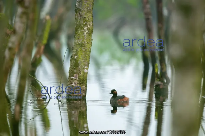  : Black-necked Grebe
