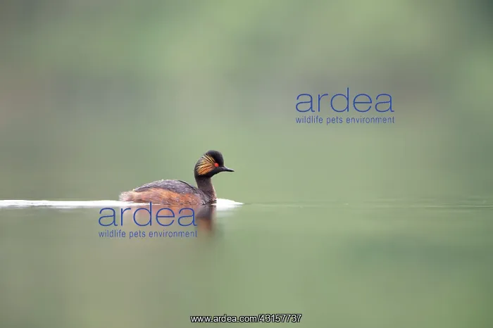 : Black-necked Grebe : Black-necked Grebe