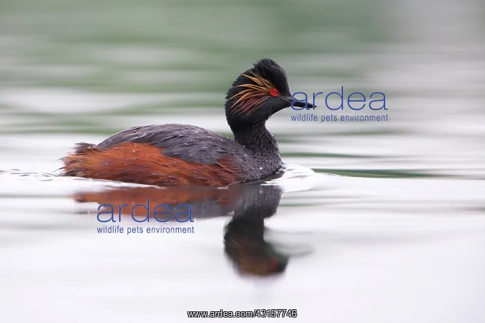 : Black-necked Grebe : Black-necked Grebe