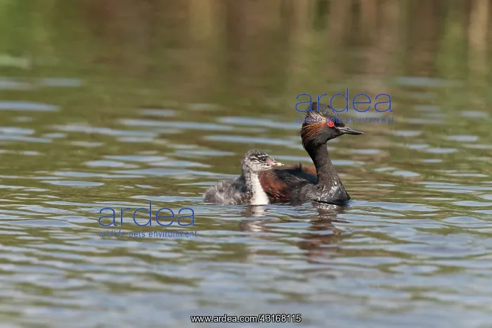  : Black-necked Grebe