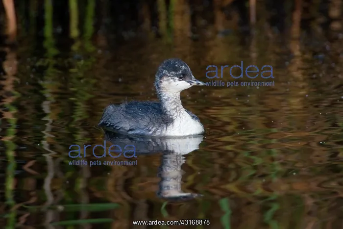 : Black-necked Grebe : Black-necked Grebe
