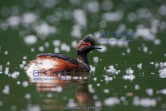 : Black-necked Grebe : Black-necked Grebe