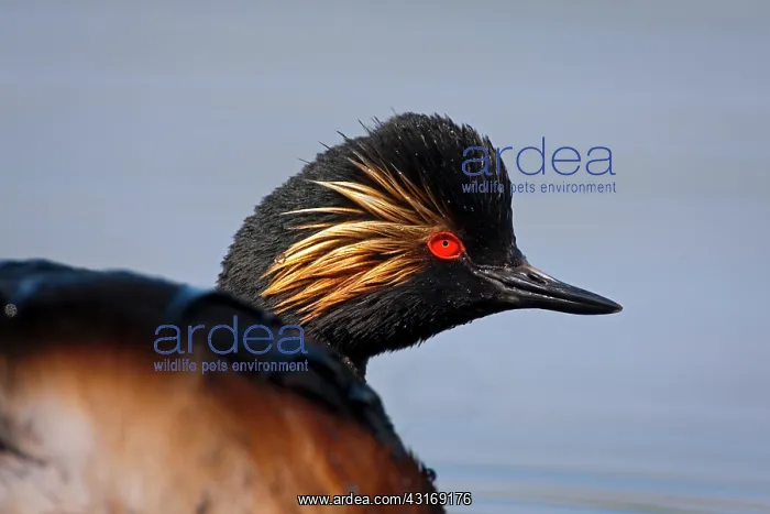 : Black-necked Grebe : Black-necked Grebe
