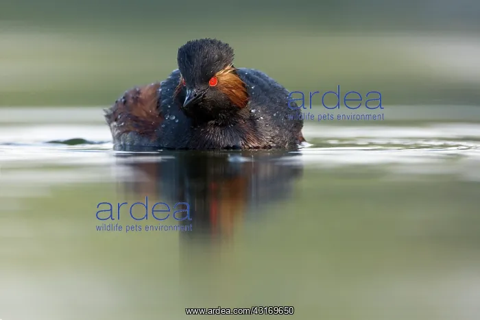 : Black-necked Grebe : Black-necked Grebe