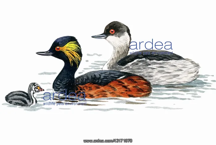 : Black-necked Grebe : Black-necked Grebe