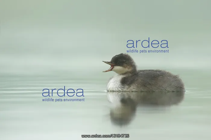 : Black-necked Grebe : Black-necked Grebe
