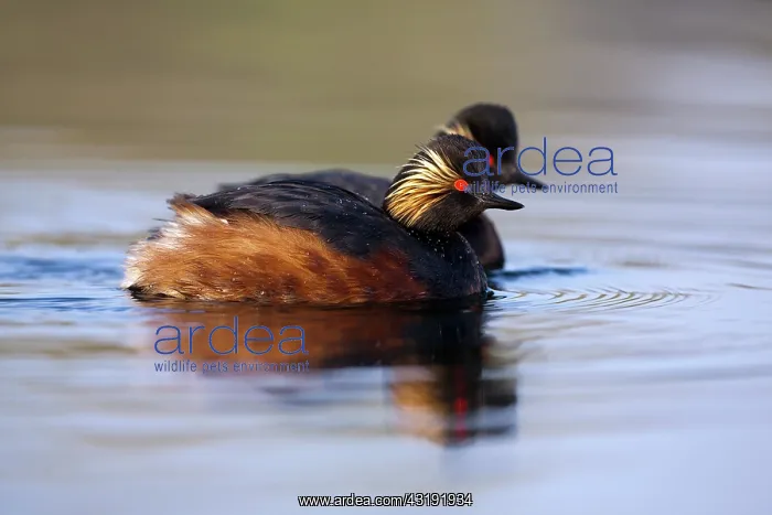 : Black-necked Grebe : Black-necked Grebe