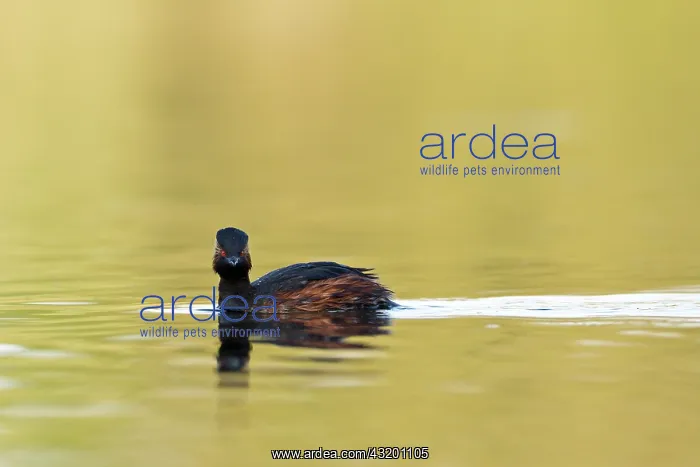 : Black-necked Grebe : Black-necked Grebe