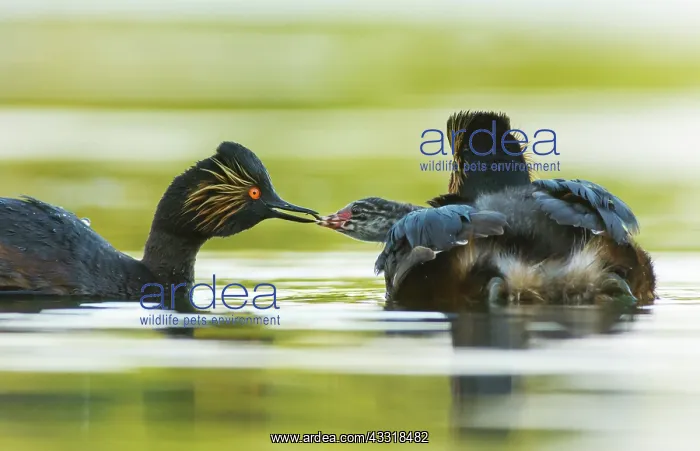 : Black-necked Grebe : Black-necked Grebe