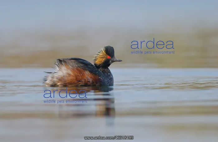 : Black-necked Grebe : Black-necked Grebe