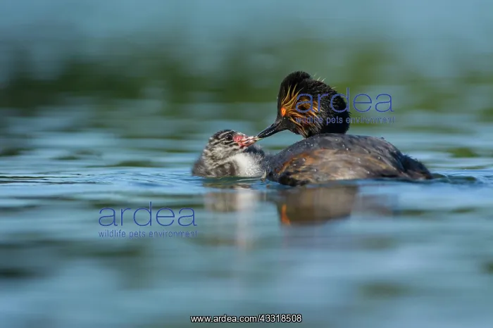 : Black-necked Grebe : Black-necked Grebe