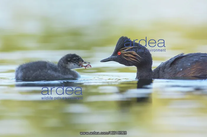 : Black-necked Grebe : Black-necked Grebe