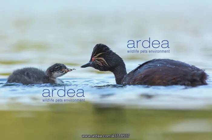 : Black-necked Grebe : Black-necked Grebe