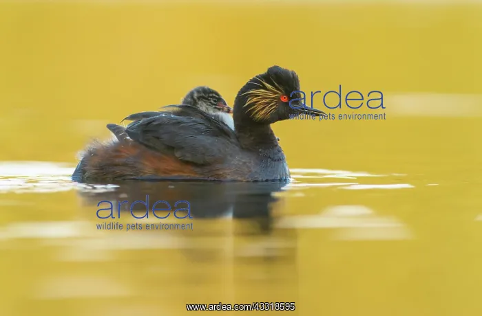: Black-necked Grebe : Black-necked Grebe