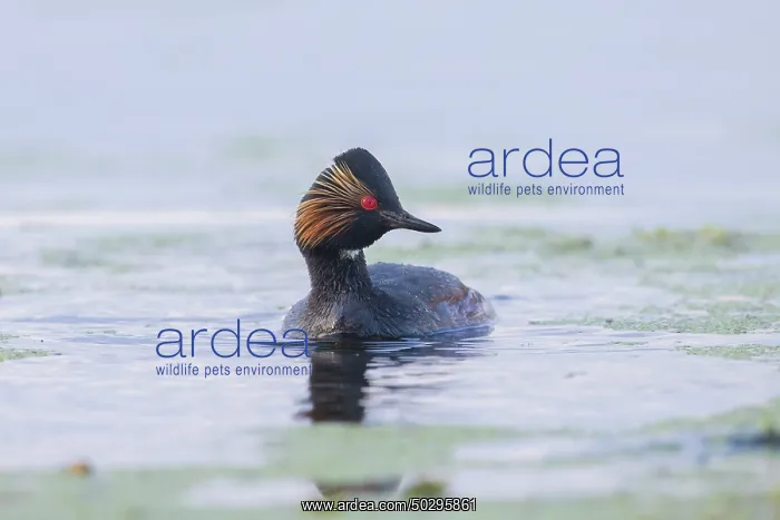 : Black-necked Grebe : Black-necked Grebe
