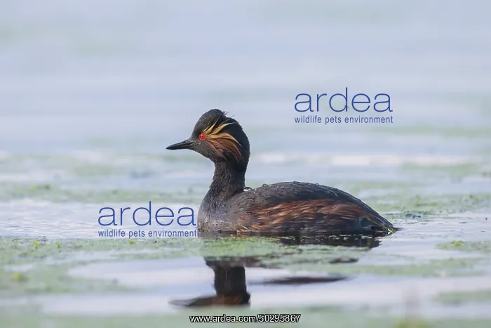 : Black-necked Grebe : Black-necked Grebe