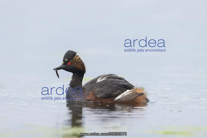 : Black-necked Grebe : Black-necked Grebe