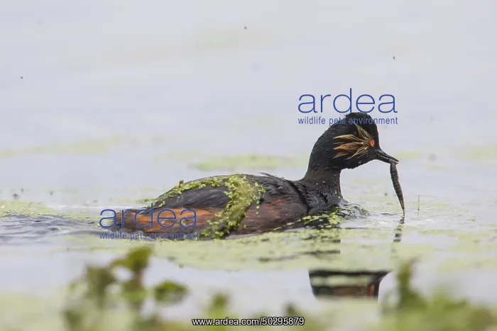 : Black-necked Grebe : Black-necked Grebe