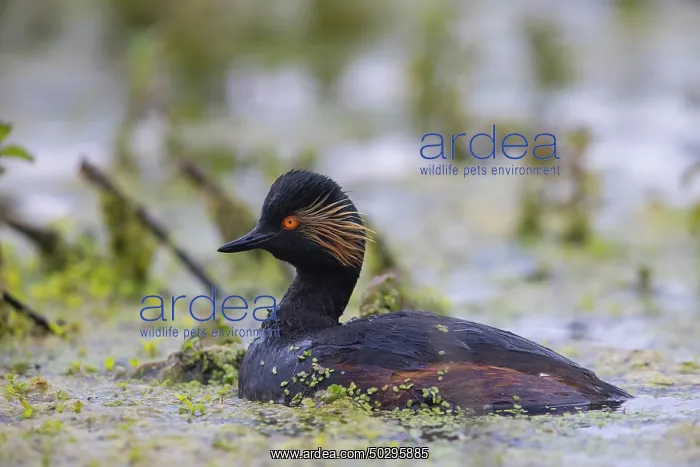 : Black-necked Grebe : Black-necked Grebe