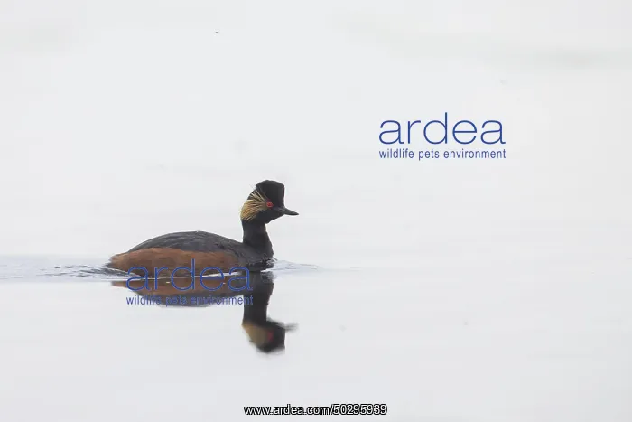 : Black-necked Grebe : Black-necked Grebe