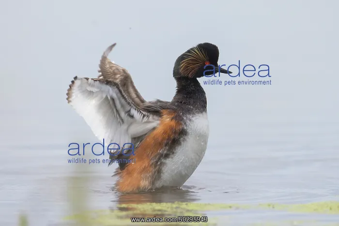 : Black-necked Grebe : Black-necked Grebe