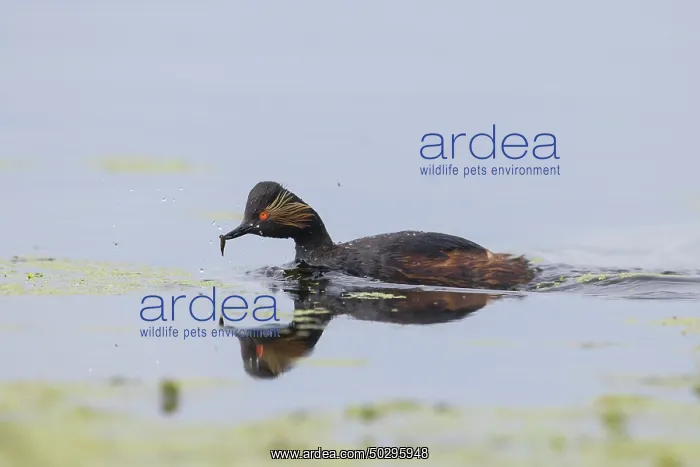 : Black-necked Grebe : Black-necked Grebe