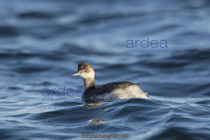 : Black-necked Grebe - adult grebe in winter plumage - Germany : Black-necked Grebe - adult grebe in winter plumage - Germany