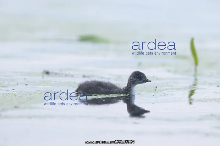 : Black-necked Grebe chick : Black-necked Grebe chick