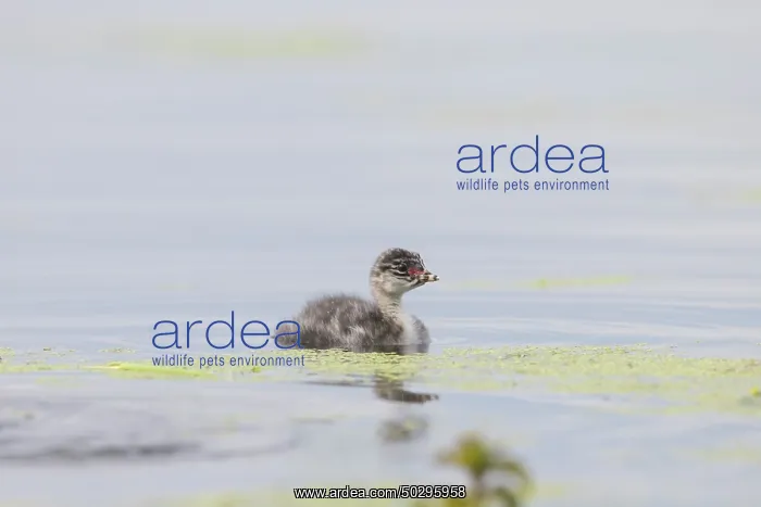 : Black-necked Grebe chick : Black-necked Grebe chick