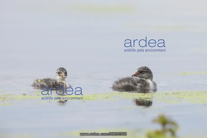 : Black-necked Grebe chick : Black-necked Grebe chick