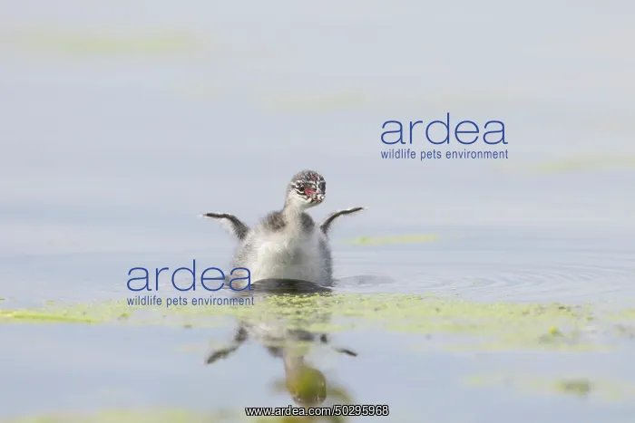 : Black-necked Grebe chick : Black-necked Grebe chick