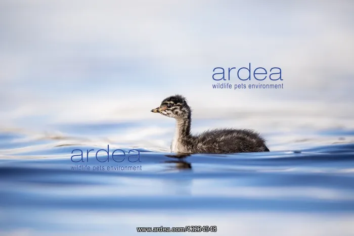 : Black Necked Grebe - Chick - Hungary : Black Necked Grebe - Chick - Hungary