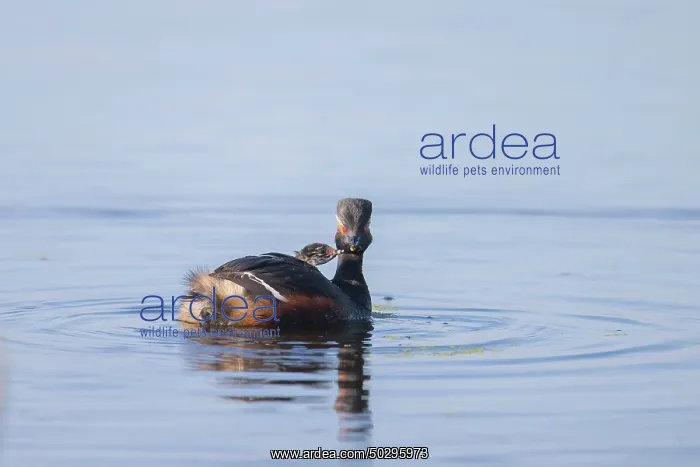 : Black-necked Grebe family : Black-necked Grebe family