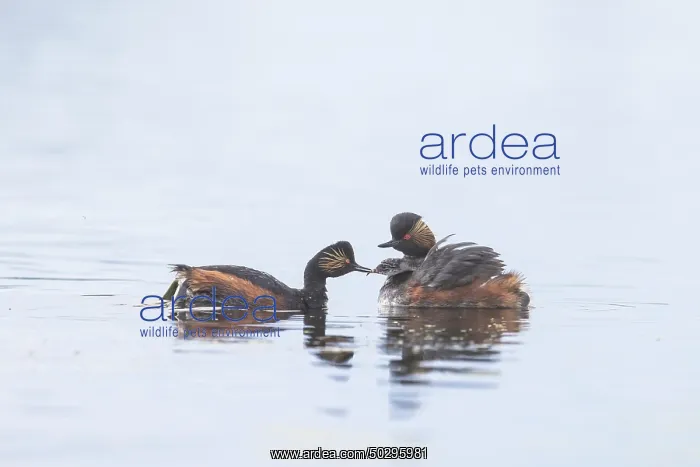 : Black-necked Grebe family : Black-necked Grebe family