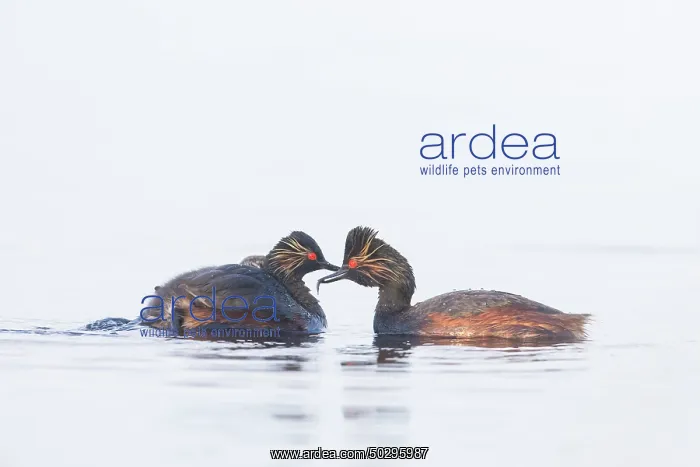 : Black-necked Grebe family : Black-necked Grebe family