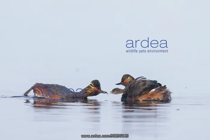 : Black-necked Grebe family : Black-necked Grebe family
