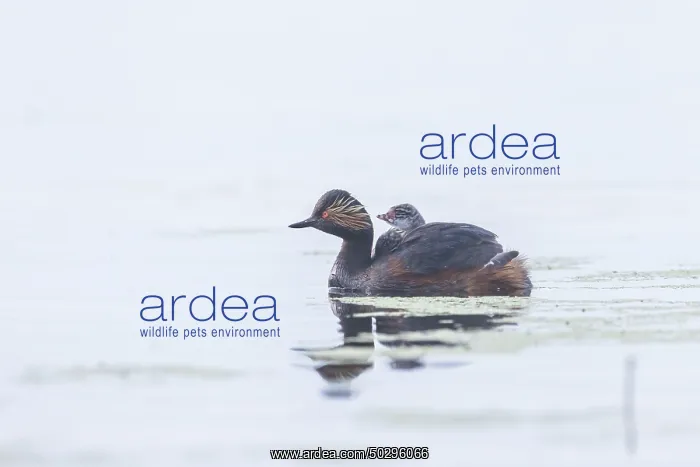 : Black-necked Grebe family : Black-necked Grebe family