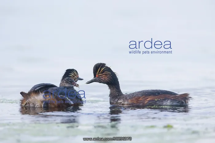 : Black-necked Grebe family : Black-necked Grebe family