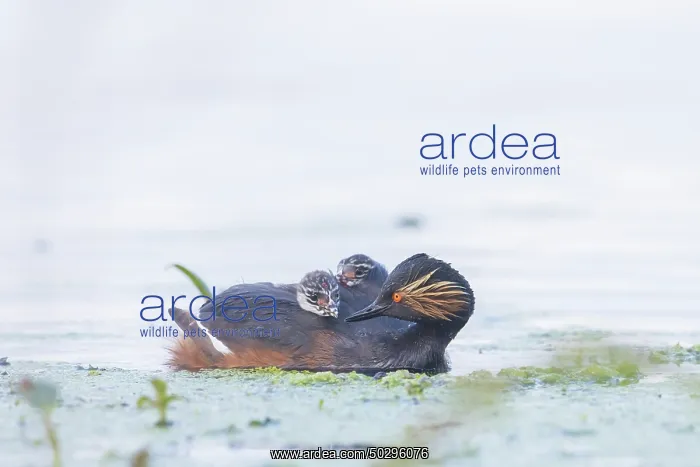 : Black-necked Grebe family : Black-necked Grebe family