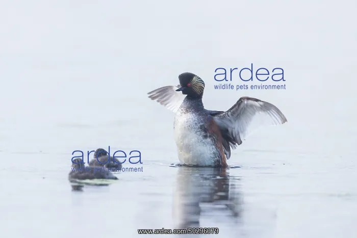 : Black-necked Grebe family : Black-necked Grebe family