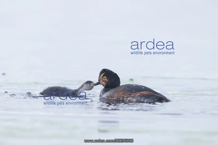 : Black-necked Grebe family : Black-necked Grebe family