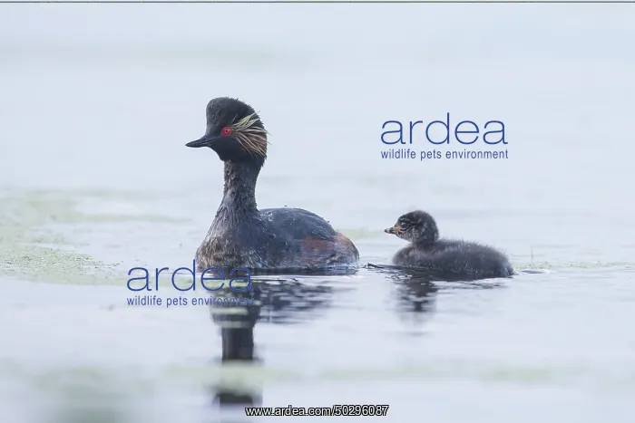 : Black-necked Grebe family : Black-necked Grebe family