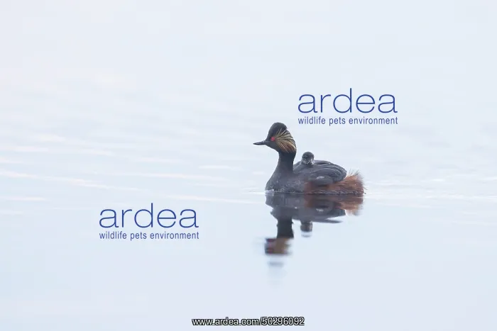 : Black-necked Grebe family : Black-necked Grebe family