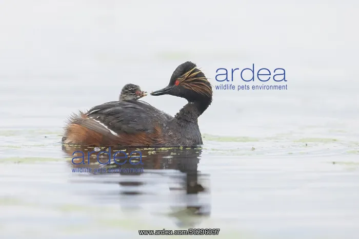 : Black-necked Grebe family : Black-necked Grebe family
