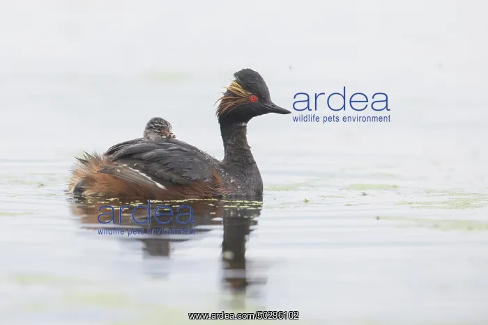 : Black-necked Grebe family : Black-necked Grebe family