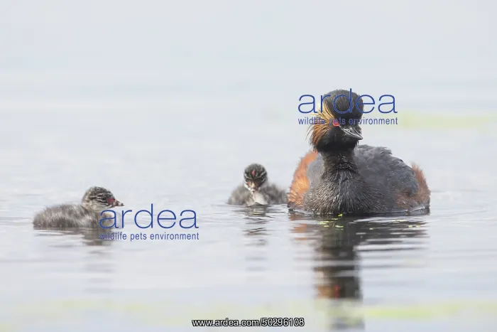 : Black-necked Grebe family : Black-necked Grebe family