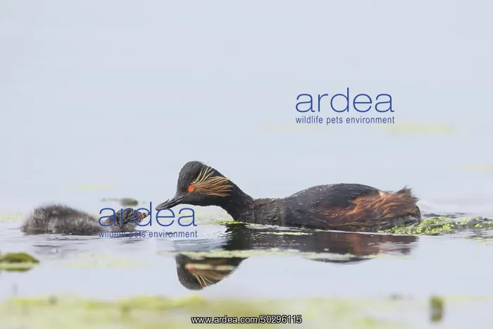 : Black-necked Grebe family : Black-necked Grebe family