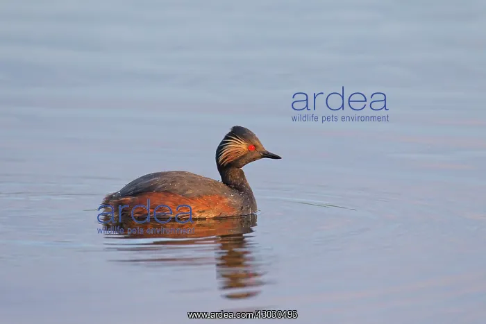 : Black-necked Grebe male in breeding plumage on a calm lake : Black-necked Grebe male in breeding plumage on a calm lake