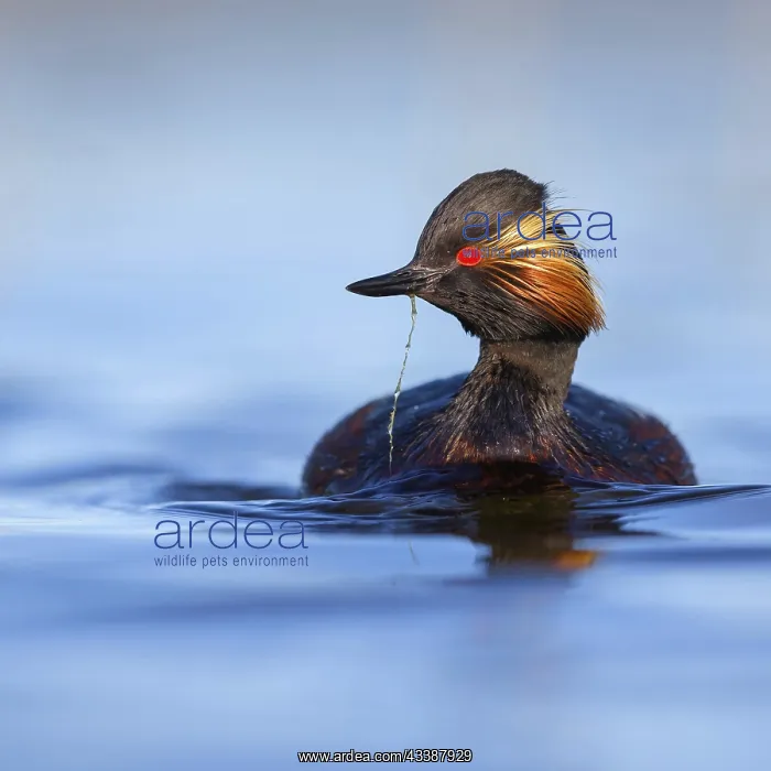 : Black-necked grebe (Podiceps nigricollis), swimming : Black-necked grebe (Podiceps nigricollis), swimming