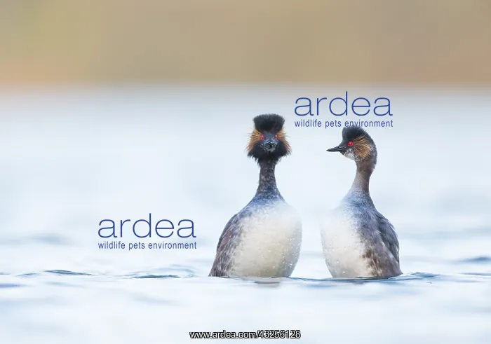 : Black-Necked Grebe (Podiceps nigricollis) court : Black-Necked Grebe (Podiceps nigricollis) court